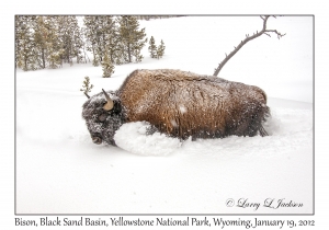 Bison