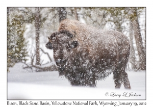Bison