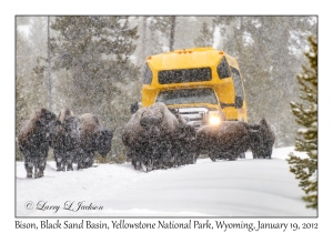 Bison