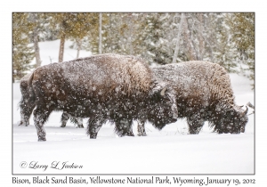 Bison