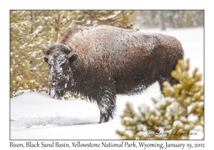 Bison
