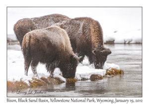 Bison