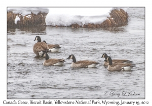 Canada Geese