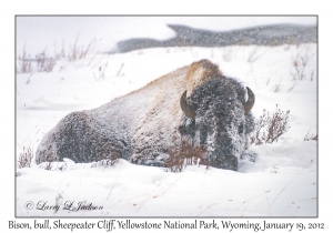 Bison