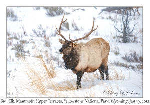 Bull Elk