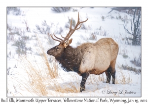 Bull Elk