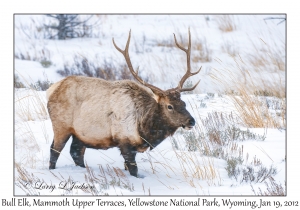 Bull Elk