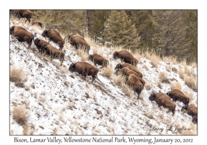 Bison