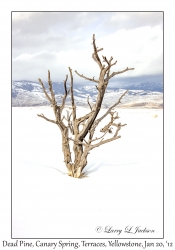 Dead Pine