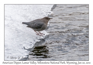 American Dipper
