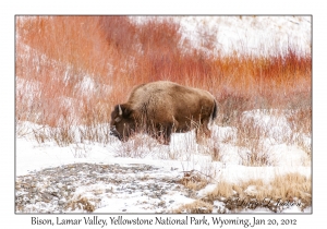 Bison