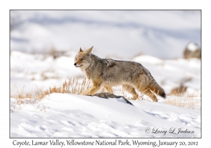 Coyote