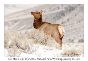 Elk