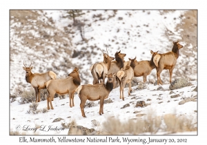 Elk