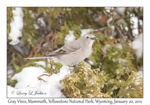 Gray Vireo