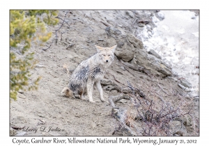 Coyote