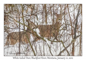 White-tailed Deer