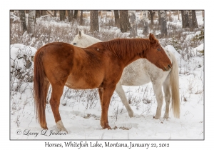 Horses