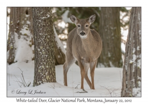 White-tailed Deer