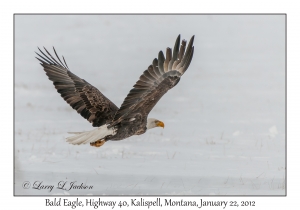 Bald Eagle