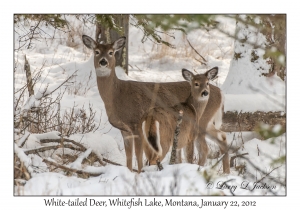 White-tailed Deer