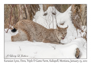 Eurasian Lynx