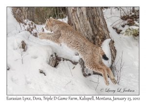 Eurasian Lynx