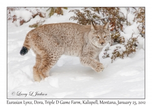 Eurasian Lynx