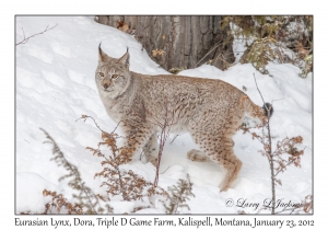 Eurasian Lynx