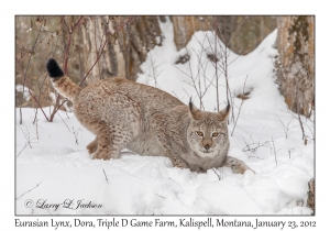 Eurasian Lynx