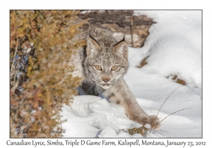 Canadian Lynx