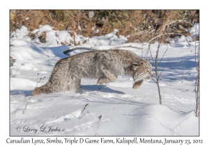 Canadian Lynx