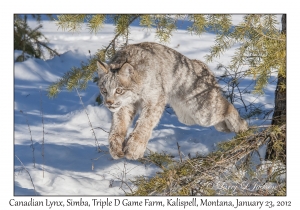 Canadian Lynx