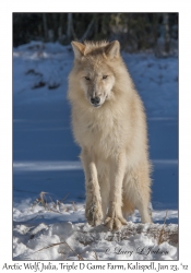 Arctic Wolf