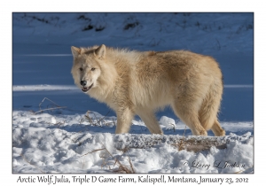 Arctic Wolf