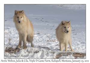 Arctic Wolves