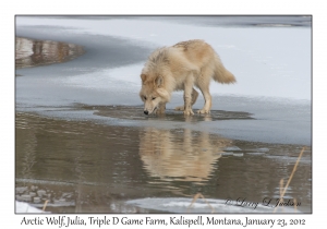 Arctic Wolf