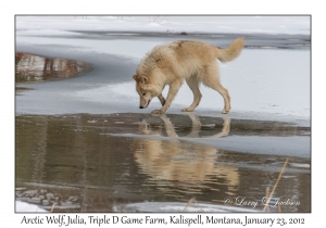 Arctic Wolf