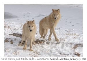 Arctic Wolves