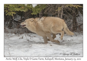 Arctic Wolf