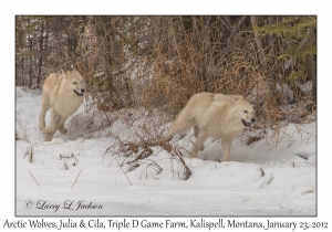 Arctic Wolves