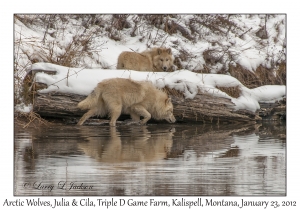 Arctic Wolves