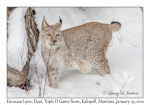 Eurasian Lynx