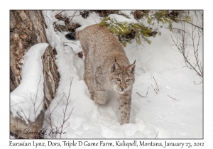 Eurasian Lynx