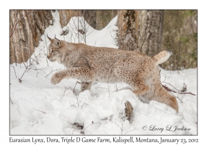 Eurasian Lynx