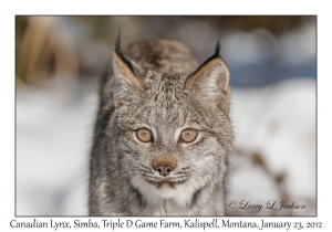 Canadian Lynx