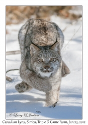 Canadian Lynx