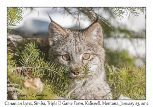 Canadian Lynx