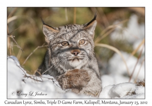 Canadian Lynx