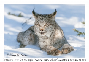 Canadian Lynx